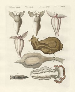Molluscs by German School