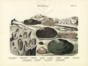 Molluscs, c.1860