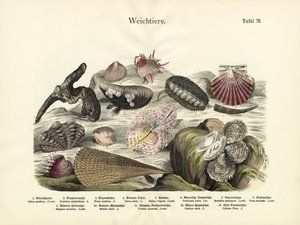Molluscs