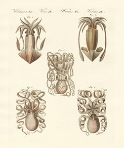 Molluscs or soft worms