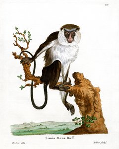 Mona Monkey