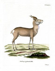 Mongolian Gazelle by German School