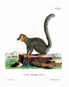 Mongoose Lemur