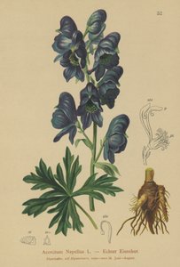 Monkshood