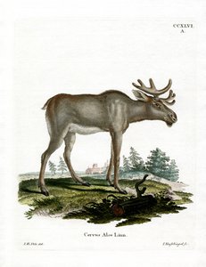 Moose