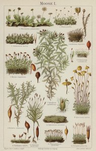 Mosses by German School