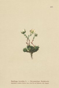 Mossy Saxifrage