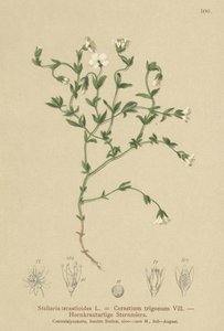 Mountain Chickweed by German School