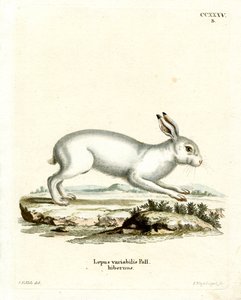 Mountain Hare