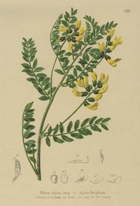 Mountain Lentil by German School