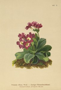 Mountain Primula by German School