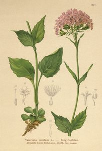 Mountain Valerian