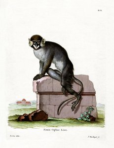 Moustached Guenon