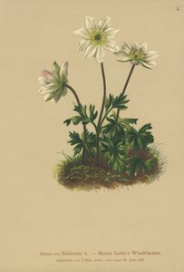 Mt. Baldo Anemone (Anemone Baldensis)