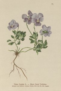 Mt. Cenis Pansy by German School