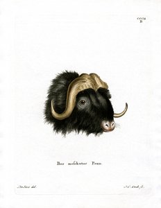 Musk Ox Head by German School