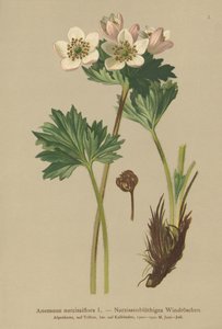 Narcissus-flowering Anemone (Anemone narcissiflora)