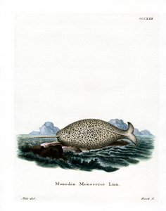 Narwhal