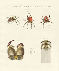 Natural history of the spider