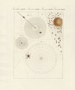 Natural History of the Spider