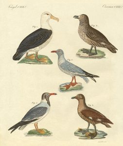 New Birds by German School