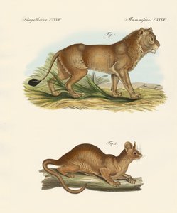 New Predatory Mammals by German School