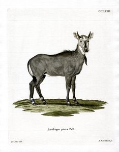 Nilgai
