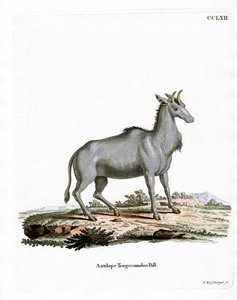 Nilgai