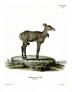 Nilgai by German School