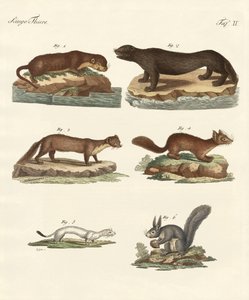 Noble furs by German School