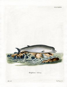Northern Bottlenose Whale
