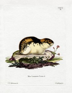 Norway Lemming by German School