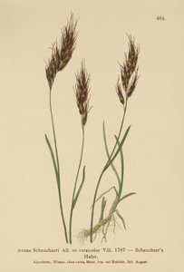 Oat-grass by German School