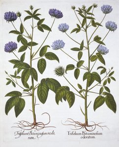 One-Flowered Clovers, from Hortus Eystettensis