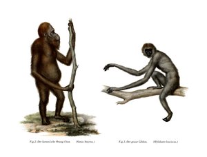 Orangutan