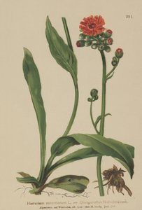 Orange Hawkweed by German School