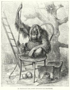 Orangutan in Frankfurt Zoo, Germany by German School