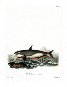 Orca by German School