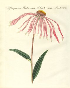 Ornamental Plants by German School