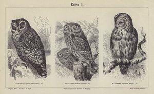 Owls by German School