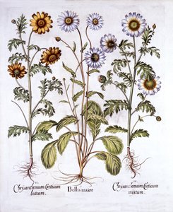 Oxe Eye Daisy and Crown Daisy, from Hortus Eystettensis by German School
