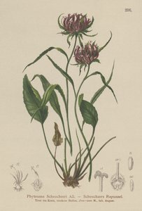 Oxford Rampion
