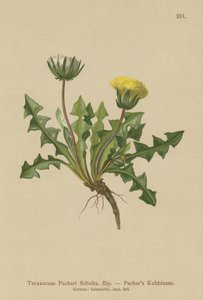 Pacheris Dandelion