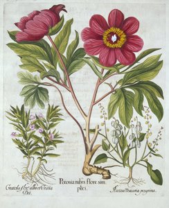 Paeony, Hedge Hyssop and Sheeps Sorrel, from Hortus Eystettensis