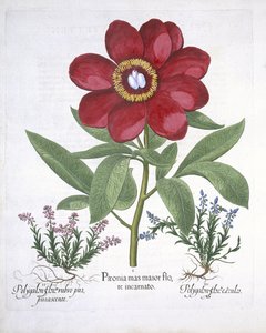Paeony and two Polygalons, from Hortus Eystettensis by Basil Besler, pub. 1613