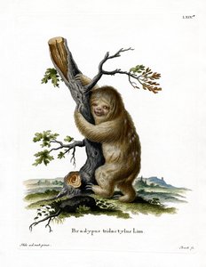 Pale-throated Sloth by German School