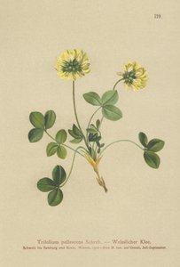 Pale Clover