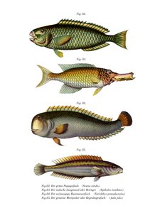 Palecheek Parrotfish