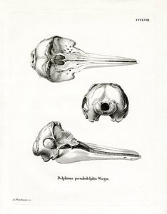 Pantropical Spotted Dolphin Skull by German School