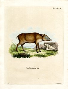 Papuan Wild Boar by German School